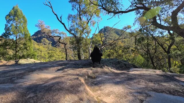 Pied Currawong Walking on Rocky Ridge and Taking Flight