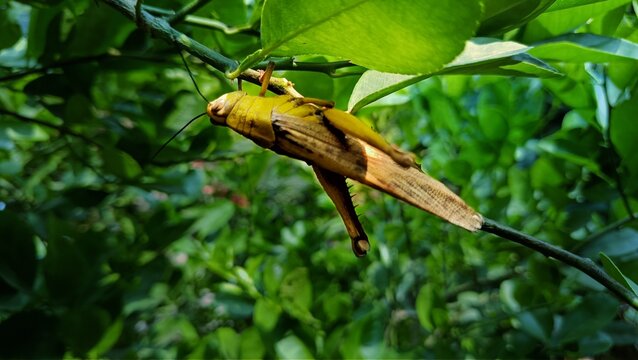 yellow grasshopper among green leaves