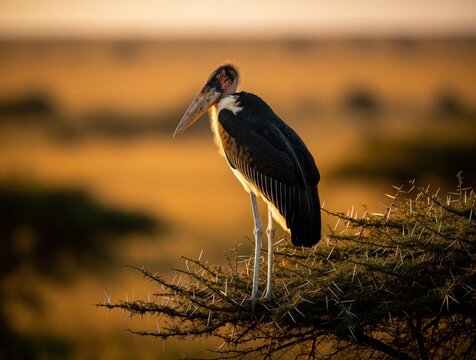 Large marabou stork with long beak perches on thorny branch. Bird watches savanna landscape at golden hour sunset. Wild animal in natural habitat.