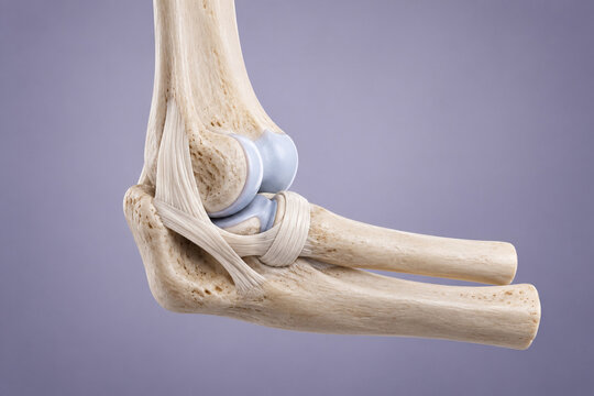 Human elbow joint flexed with bones and ligaments in 3D