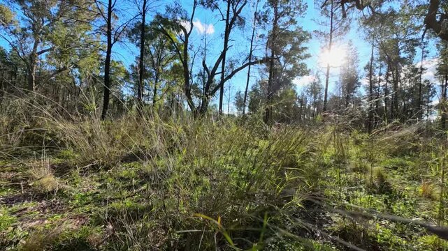 Sunlight Streaming Through Eucalyptus Forest and Wild Grass in The Pilliga