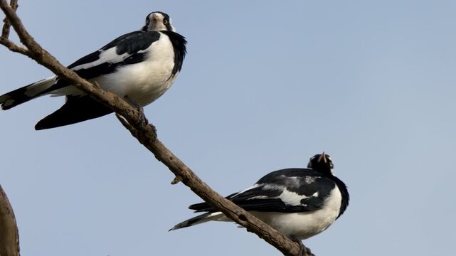 Two Magpie-larks Perched on a Tree Branch Against Blue Sky