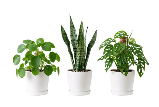 Pilea Snake Plant and Monstera Adansonii Potted Collection