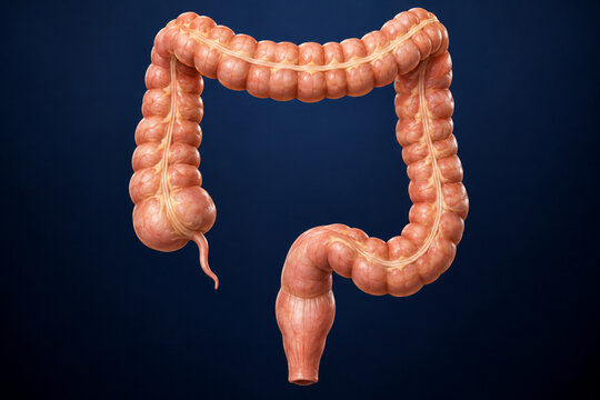 Human large intestine with colon and appendix in 3D