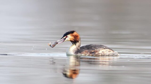 Great Crested Grebe Eating a Caught Fish on a German Pond, Successful Winter Hunt in Morning Light, 4K Footage