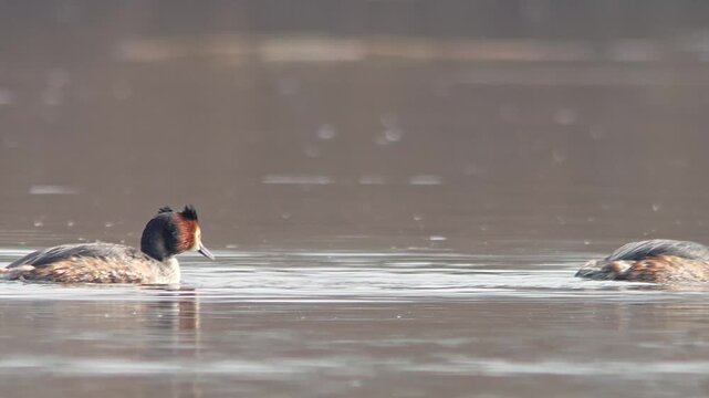 Great Crested Grebe Pair Swimming on a German Pond, Two Adult Waterbirds in Winter Morning Light, 4K Footage