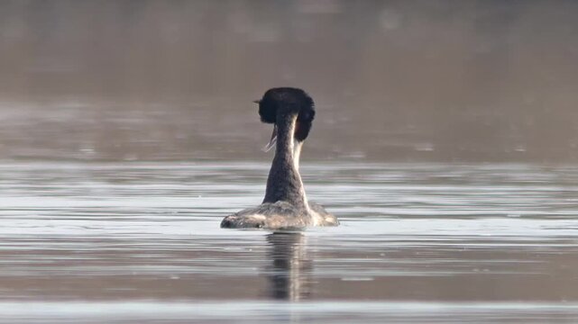 Great Crested Grebe Pair Courting on German Pond, Winter Courtship Display in Morning Light, 4K Footage