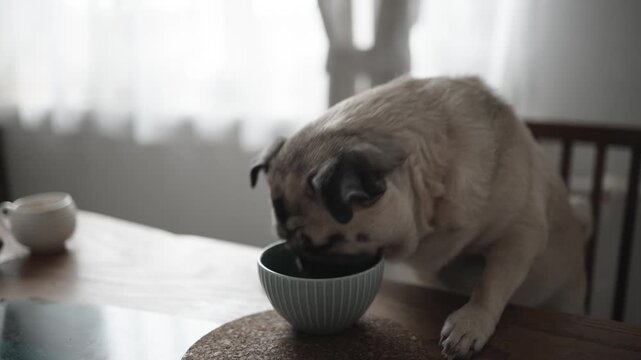Pug Stealing Breakfast from Table When Left Alone