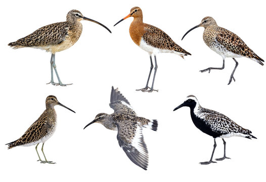 Collection of six different shorebird species standing and flying isolated on transparent background