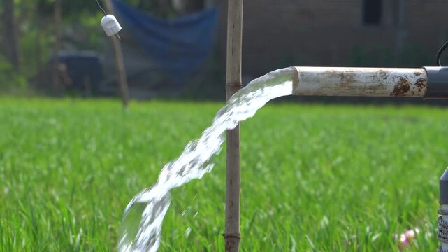 Agricultural irrigation system pumping clear underground water through a PVC pipe into a green rice paddy field. Electric water pump flooding young crops on a lush Asian farm in daylight.