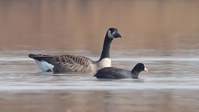 Canada Goose Swimming on a German Pond in Winter Sunshine, Adult Wild Waterfowl in Morning Light, 4K Footage