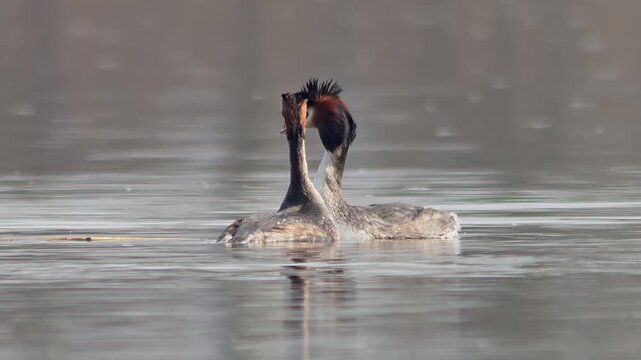 Great Crested Grebe Pair Courting on German Pond, Winter Courtship Display in Morning Light, 4K Footage