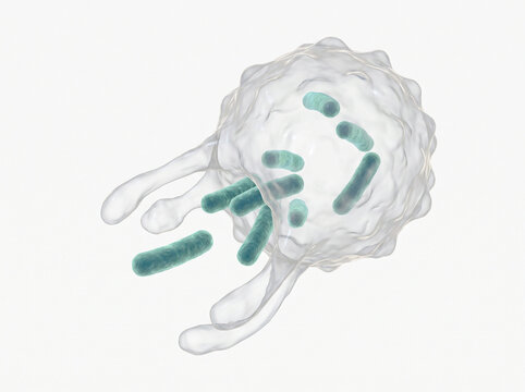 3D scientific illustration of a translucent blood cell macrophage engulfing green rod shaped bacteria through phagocytosis to demonstrate immune system defense mechanisms