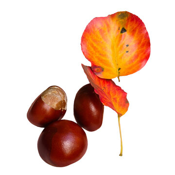 Group of fresh shiny horse chestnuts and colorful red yellow autumn leaves isolate on transparent background