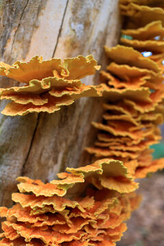 Beautiful fine art close up of waffle like shelf fungus at estate Vosbergen, Eelde, Drenthe, the Netherlands