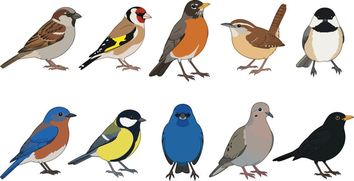Diverse garden birds in playful poses with clean white background vector illustration