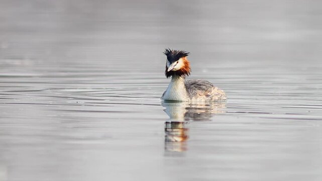 Great Crested Grebe Diving to Hunt Fish on a German Pond, Winter Wildlife in Morning Light, 4K Footage