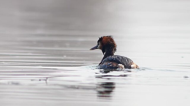 Great Crested Grebe Swimming on a German Pond in Winter Morning Sunshine, Peaceful Wildlife Scene, 4K Footage