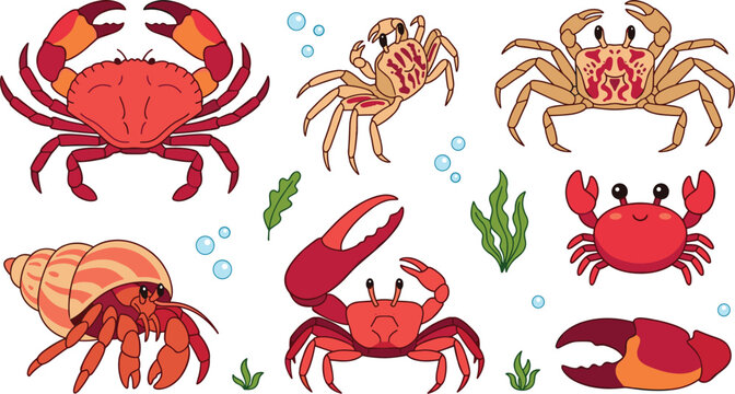 Crab vector collection with detailed sea crabs cartoon characters and underwater elements isolated on white background,