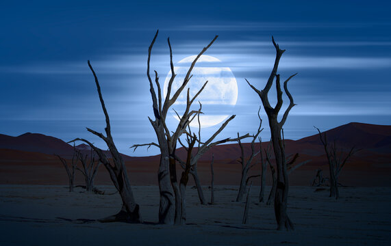 Dead trees in Dead Vlei Sossusvlei at night - Namib desert, Namibia
