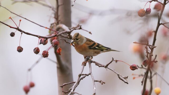Close up of a beautiful wild brambling bird eating dried berries on a bare tree branch during winter against a soft blurred background.