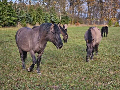 horses in the meadow