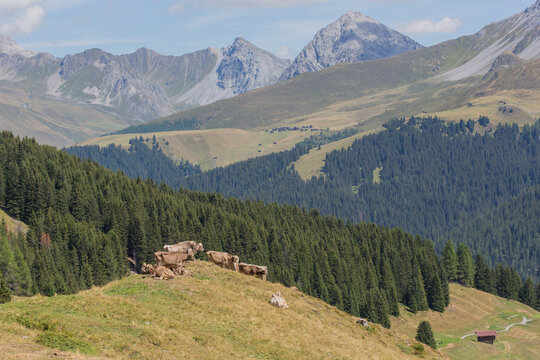Cows on a hill with landscape / mountain range of Swiss Alps at Arosa, Switzerland