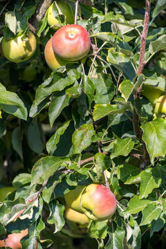 Pommes m&ucirc;res sur un pommier fruitier