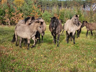 Obraz premium polish konik in the field