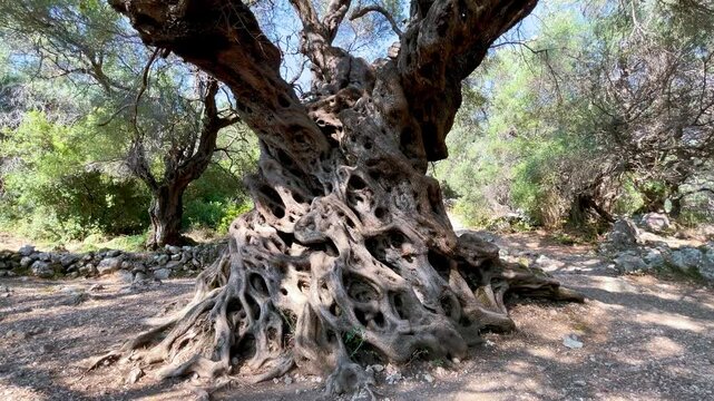 Low angle tilt up shot of an ancient Lianolia olive tree canopy in Corfu, Greece