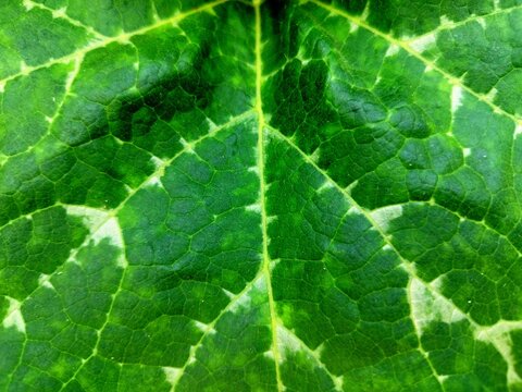 green leaf background