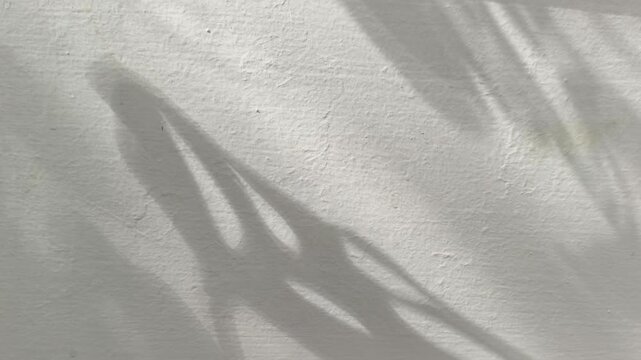 Soft tree or plant leaves shadow gentle wind motion and sunlight reflections on light white wall surface minimal abstract background texture with copy space. Natural summer or winter daylight concept.