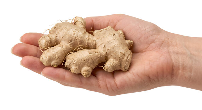 Hand holding raw fresh ginger root on transparent background