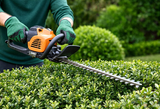 Gardener using orange electric hedge trimmer to shape green boxwood bushes in a lush garden