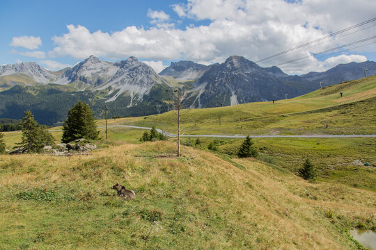 European brown bear with mountain panorama at Arosa B&auml;renland, Switzerland