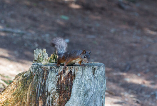 Squirrel at hiking trail Eichh&ouml;rnliweg at Arosa, Switzerland