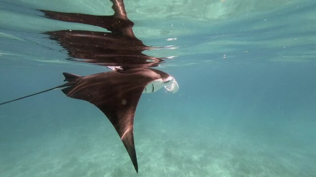 A manta ray glides just below the sunlit surface in the Maldives, mirrored above in clear turquoise water as its dark back and white underside pass over a sandy seabed.