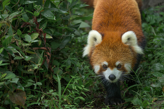walking red panda