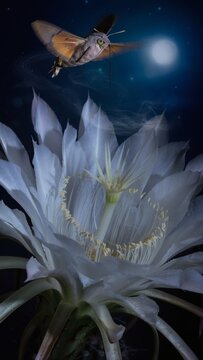 Hawk moth pollinating white night blooming cereus flower under full moon at night, nocturnal pollination and moonflower nature concept