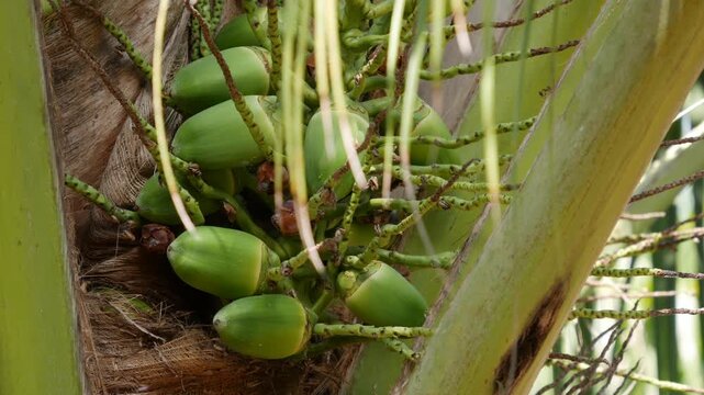 Close-up of green unripe coconuts growing in a cluster on a palm tree with tropical foliage. Botanical detail.