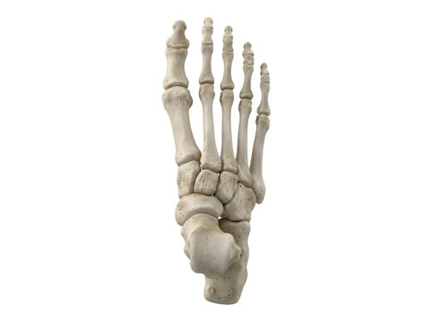 Human foot skeleton model showing bones of the tarsus metatarsus and phalanges isolated on white on white background, Isolated on Transparent Background, PNG, Generative AI