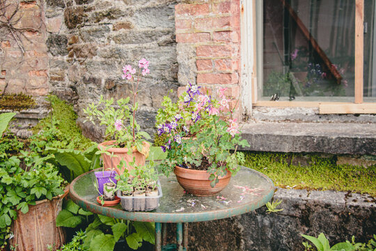 Rustic garden nook featuring potted Columbine flowers, Campion, and seedling trays on an old glass-top table against a weathered stone wall, evoking a tranquil and nostalgic feeling