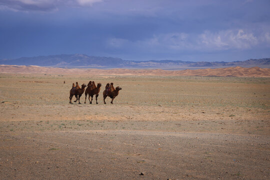 Cammelli battriani nella steppa arida della Mongolia