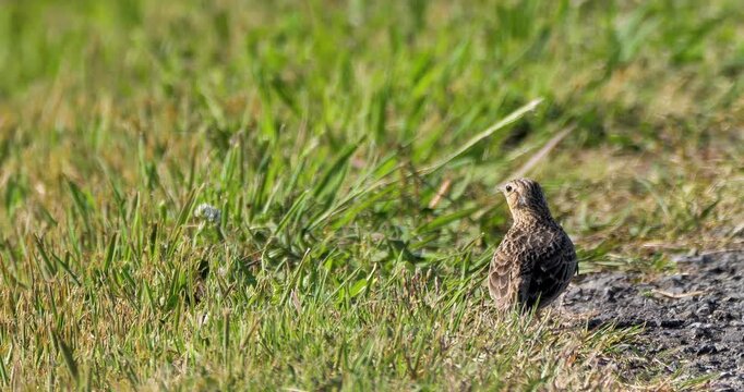 Eurasian skylark  bird on the grass  ground