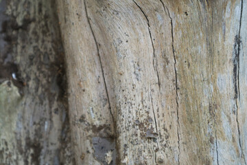 Fototapeta premium Tree trunk detail. Peeling and cracked bark. Nature-themed background, texture, and wallpaper.