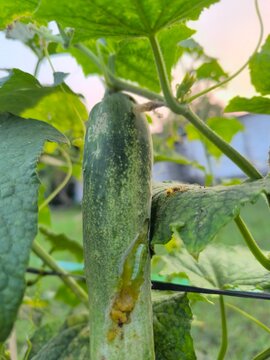 green cucumber on the vine cucumber eaten by a caterpillar