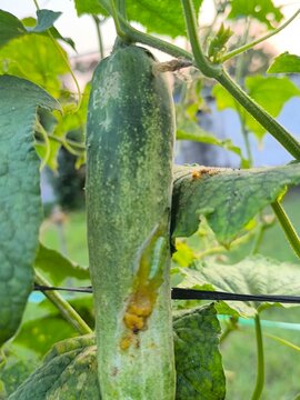 green cucumber in the garden cucumber eaten by a caterpillar