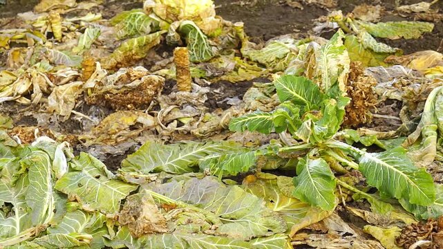 Cabbage field after harvest reveals rows of short stumps and rotting outer leaves covering soil. Represents end-of-season agricultural landscape, organic decomposition, and crop residue management.