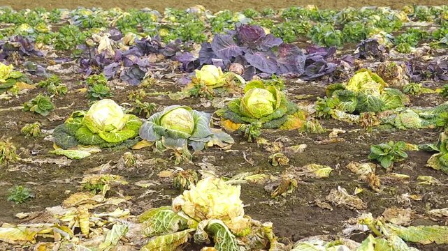 Rotting cabbage leaves carpet ground as rows of savoy, purple, and white cabbage heads remain in the field. Shows crop diversity, late-season agricultural decay, and food loss in vegetable farming.