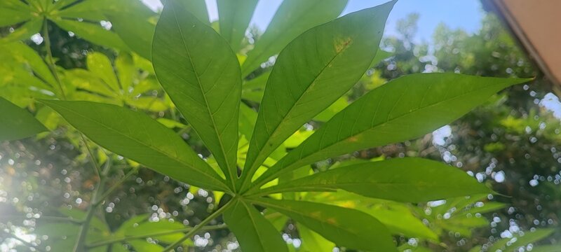Fresh Green Cassava Leaves in Sunlight.
